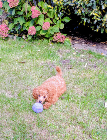 Toy poodle girl 15 weeks old - Red