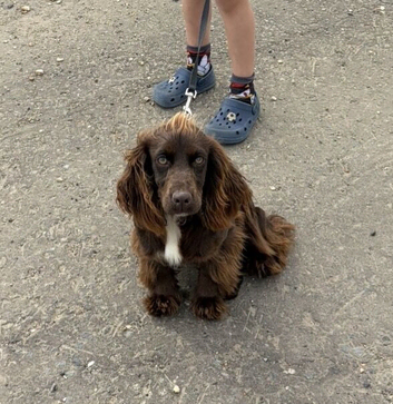 Female cocker spaniel