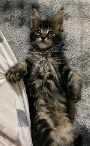 TICA registered Maine Coon kitten from health tested parents