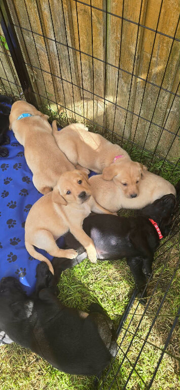Stunning working Labrador puppies