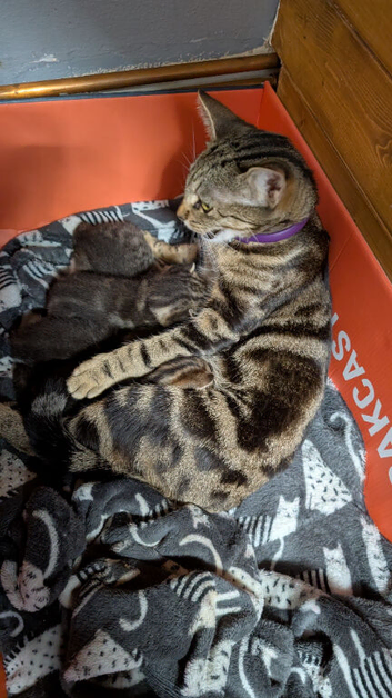 Gorgeous kittens for sale