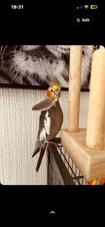 Cockatiel