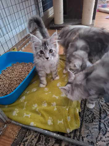 Male kittens ready to leave shortly