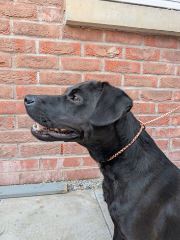 PROVEN Working patterdale terrier for Stud.