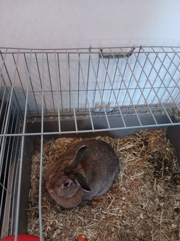 2 year old Male Rabbit