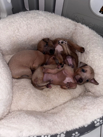 Outstanding Italian Greyhound Puppies