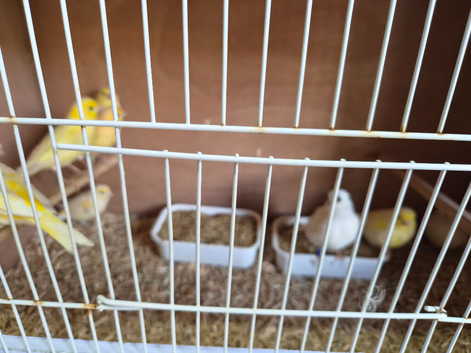 8 Canaries