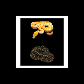 BURMESE PYTHONS