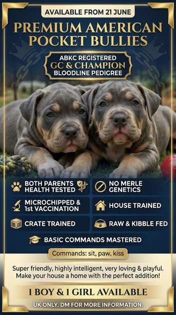 ABKC AMERICAN BULLY POCKETS CHAMPION BLOODLINES