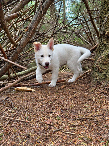 Shepsky Pups
