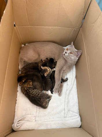 1 British short haired blue mixed kitten left! Boy!