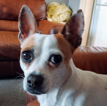 Jack Russel mixed