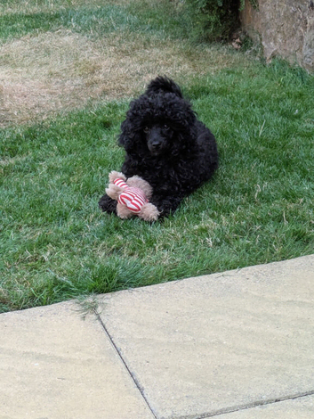 Toy poodle girl kc reg, Fully vaccinated. Ready to leave