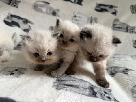 Excessively vet checked Ragdoll kittens