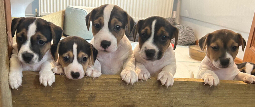 Tri coloured Jack Russell puppies