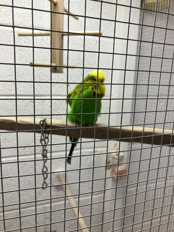 Male green