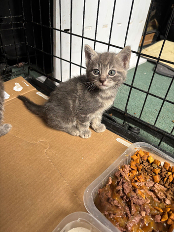 2 left out of our 7 beautiful blue and white kittens