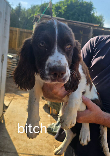 Springer spaniel female puppy