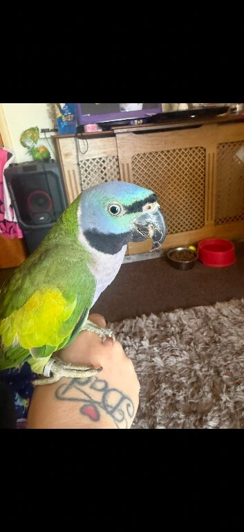 Female Lord derbyan parrot (Semi tamed)