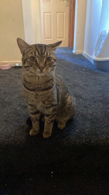 Two gorgeous males cats looking for new forever homes