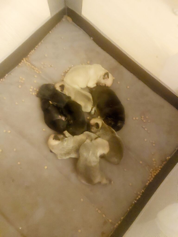 Frug pups