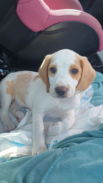 Beagle