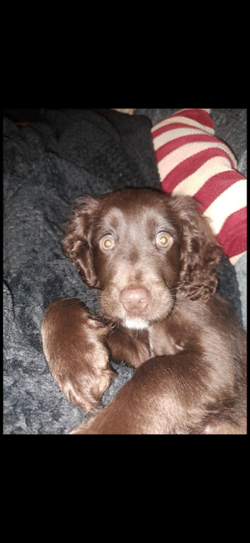 Female Cocker Spaniel