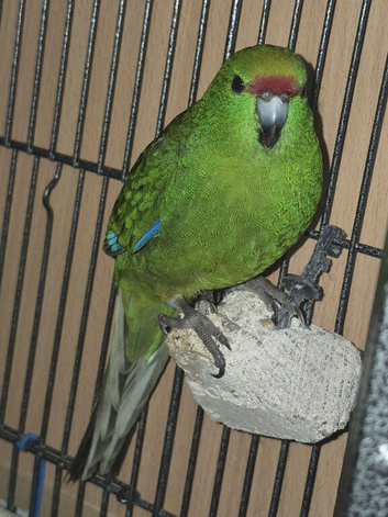 Silly tame kakariki looking for a forever home