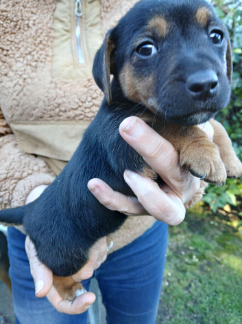 Jack Russell pups