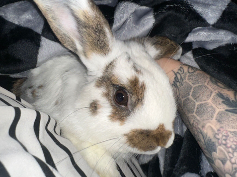 2 x male rabbits