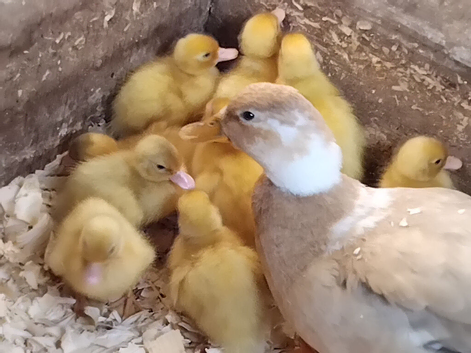 Call Ducklings
