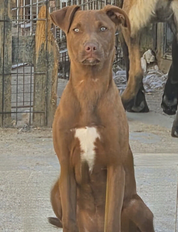 6 month old puppy