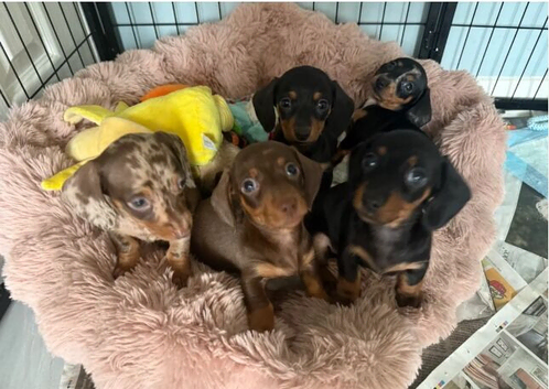 Adorable Miniature Dachshund Puppies Looking for Their Forever Homes