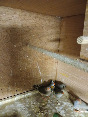 Beautiful zebra finches