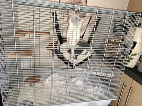 2 male rats