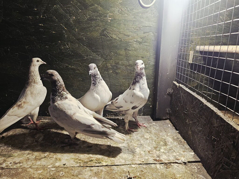 Malwai indian pigeon for sale &pound;30 each