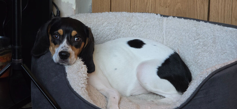 1 year old beagle female