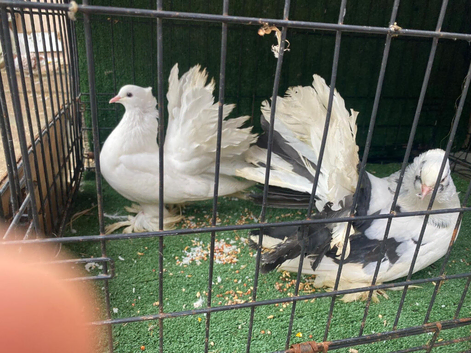Beautiful pair of Indian