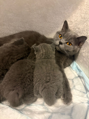 British shorthair kittens