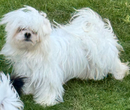 Korean Maltese teacup puppy