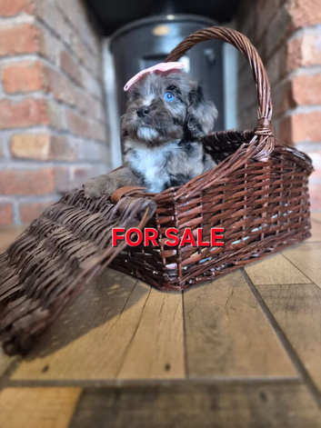 Health tested f1 cavapoo puppies