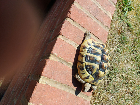 Female hermanns tortoise for sale.&pound;250 pounds