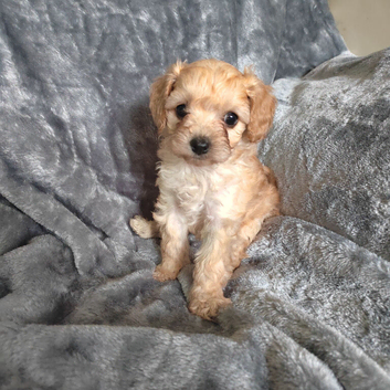 Stunning f1b cavapoo