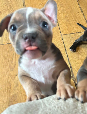 Frenchyxbully