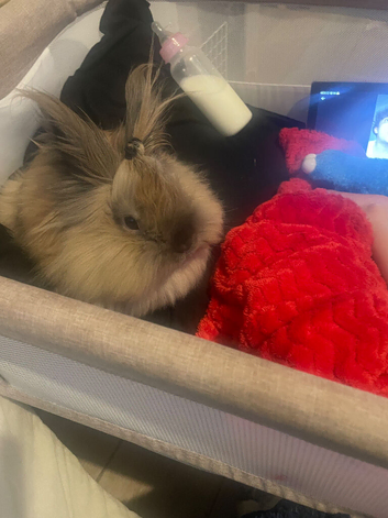 18 month old dwarf Lionhead rabbit