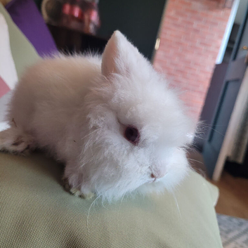 Baby lionheads for sale