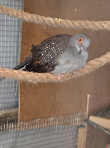 diamond doves pair