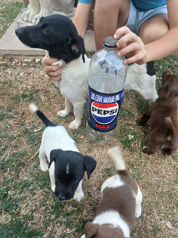 Minature jack russell puppies