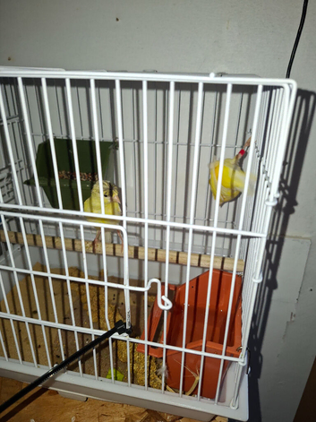 Pair of crested canaries