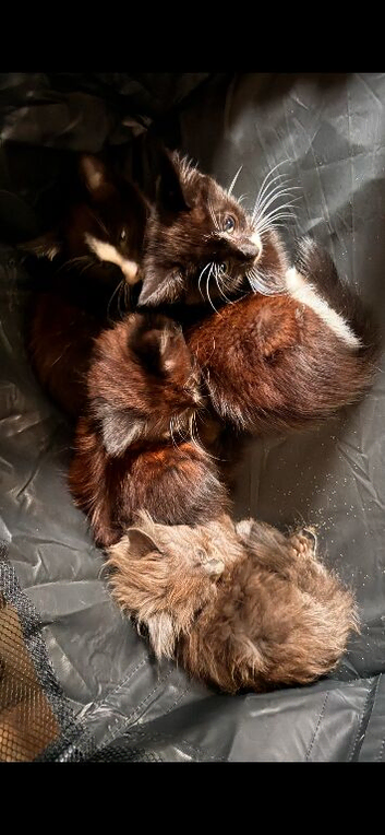 Kittens availble